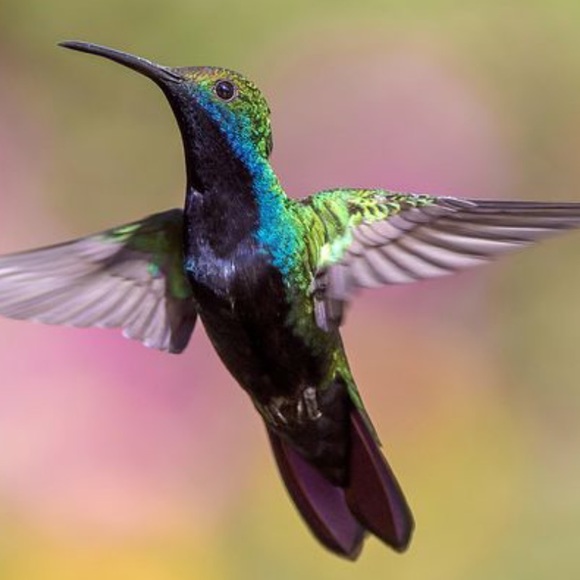 π - Picture 15 of 16